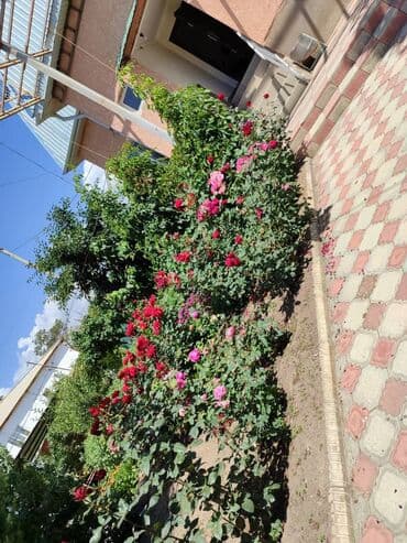 гостевой дом на ик: Номер, Чолпон-Ата, Унаа токтотуучу жай, унаа туруучу жай, Коргоодогу аймак — 6