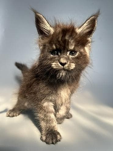 кошка шотландский: Чистокровные мейн-Куны от элитных родителей и предков с полным пакетом — 9