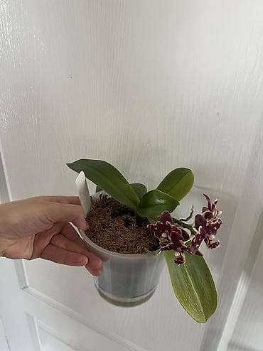 купить калифорнийского червя: Миди-орхидея Proletariat (Phalaenopsis, миди формат). - Окраска — 2
