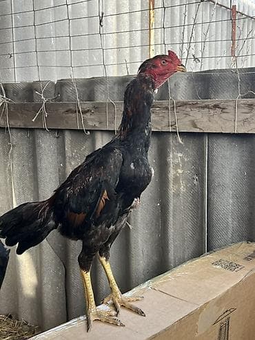 питбуль красноносый: Продаю | Петух | Бойцовая | Для разведения — 4