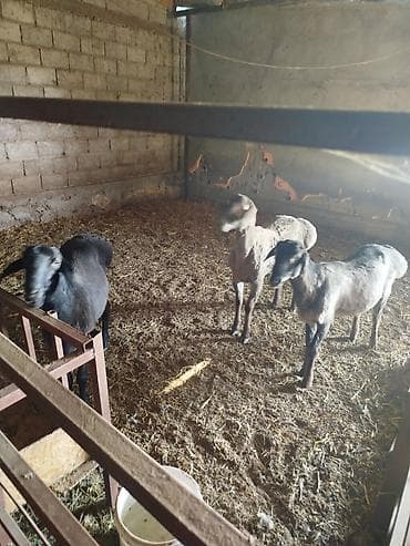 Продаю | Овца (самка) | Для разведения