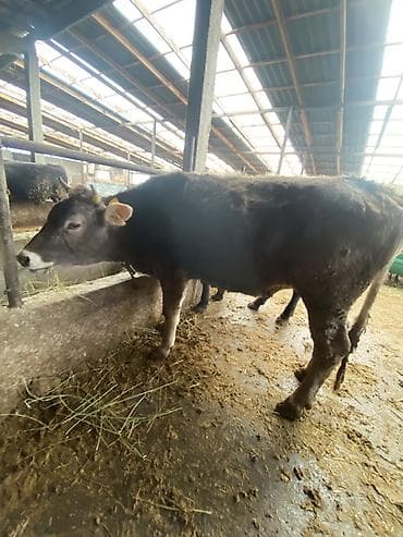 товары для животных: Продаю | Тёлка | Швицкая | Для разведения, Для молока — 2