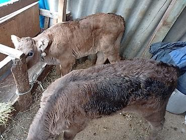 музо: Продаю | Музоо, торпок | На откорм | Привязанные — 3