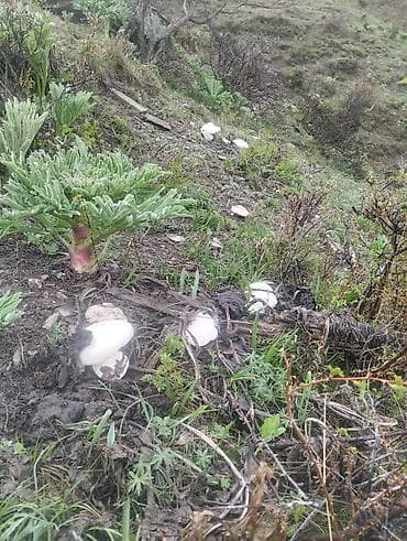 ящик для клубника: Свежие дикие грибы белый горный — 3