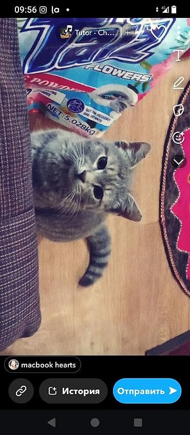 коты бесплатные: Кошка даром: Беспородная, Мальчик, Приучена к лотку — 1