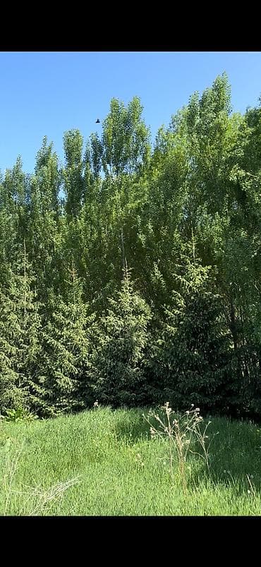 Коммерциялык кыймылсыз мүлктү сатуу: Кой короо, 50000 соток, Иштеп жаткан, Жабдуулары менен, Электр энергиясы, Скважина, Муздак суу — 2