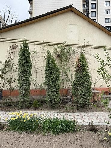 запад: Туя западная (Thuja occidentalis), колоновидные/пирамидальные формы — 4