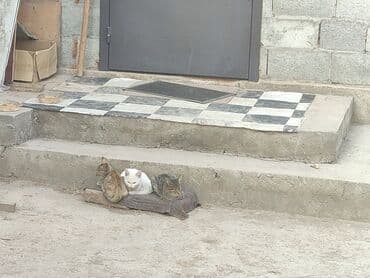 дом для кош: Мышык бекер берилет: Ангор, 4 айлык, Эркек, Лотокко барууга үйрөтүлгөн — 4