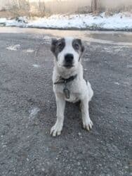 стол находок документов: Бишкек В районе панорамы (гаражный кооператив 21) бегает молодой — 1