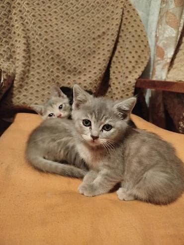 Продажа кошек: Котята то вислоухой! мама скотишь Филд,очень красивые!2000с. К лотку — 3