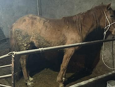 Үй жаныбарлары үчүн товарлар: Сатам | Байтал | Союуга, Жумушка — 2