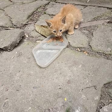 Животные: Беспородная, 2 месяца, Мальчик — 3