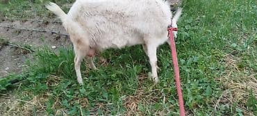 Животные: Продаю | Коза (самка) | Для молока — 1