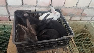 тун азык: Сатам | Коендун бөжөктөрү | Көбөйтүү үчүн | Асыл тукумдуу — 4