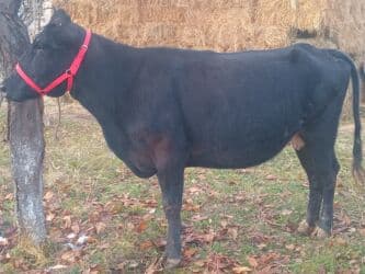 сколько стоит корова дойная: Продаю | Корова (самка) | Абердин-ангус | Для молока — 3