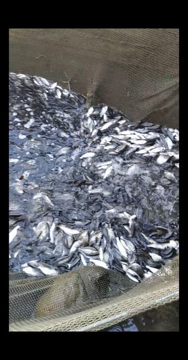 оптом товары: Малек. Амур, Карп, Толстолоб, Оптом.Оптом принимаем заказы есть — 6