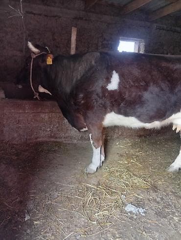 молоко осла: Продаю | Корова (самка) | Для молока | Привязанные — 3