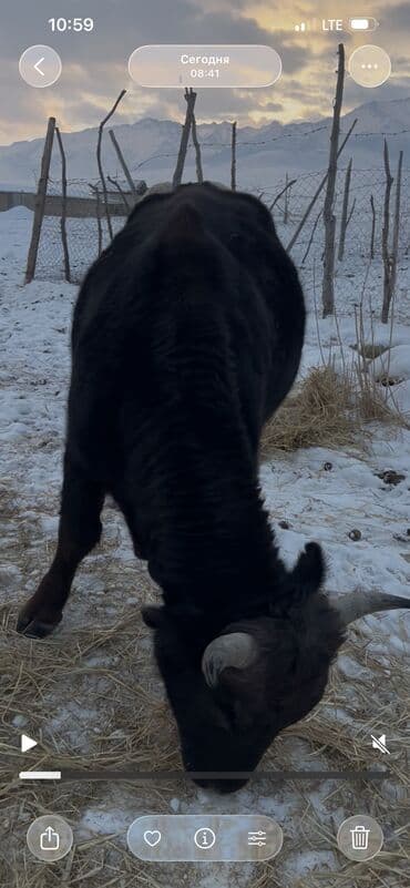 аксессуары для животных: Продаю | Бык (самец) | Полукровка, Абердин-ангус | На откорм, Для разведения | Племенные — 7
