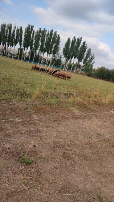 продам козу дойную: Продаю | Овца (самка) | Для разведения | Ярка — 1