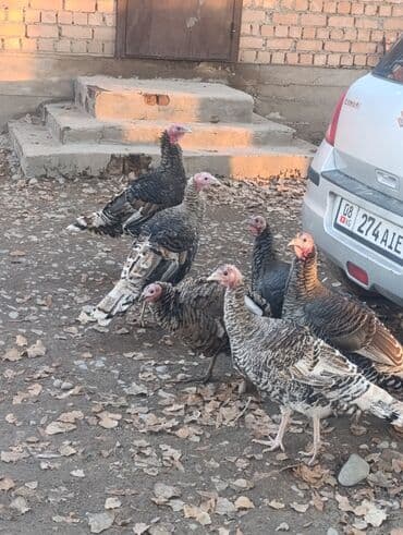 собака алабай: Продаю | Индюшка (самка) | Для разведения | Племенные — 8