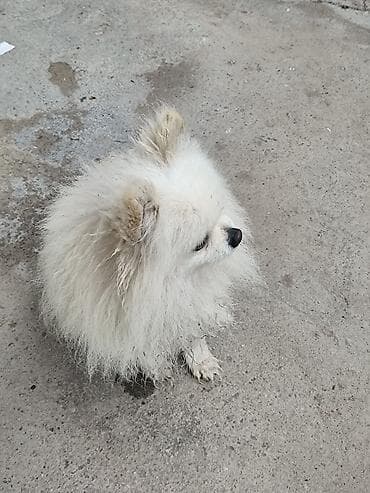 щенки курцхар: Шпиц, 5 лет, Самка — 3