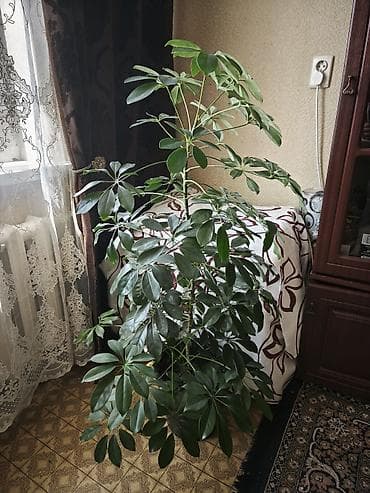 цветы комнатные денежное дерево: Шефлера (Schefflera arboricola) в напольном кашпо. - Высокое — 2
