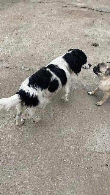 Услуги ветеринара: Собака русский охотничий спаниель, мелкая/средняя, черно-белого окраса — 8