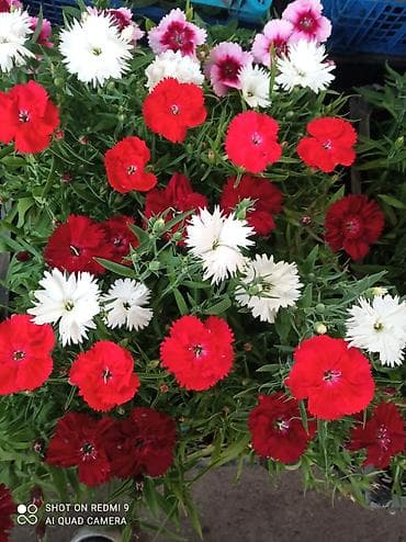 резный: Рассада цветущих однолетников в кассетах - Бархатцы (Tagetes) — 9