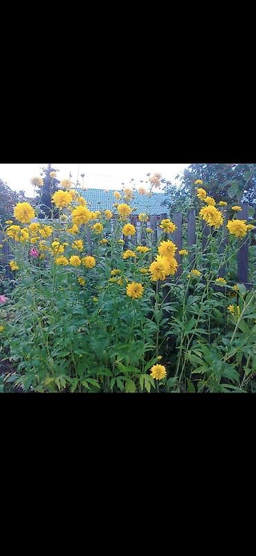 хризантему шаровидная: Рудбекия махровая (золотой шар) – садовые многолетние цветы с крупными — 1