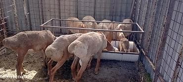 кабель на вязку: Продаю | Ягненок, Баран (самец) | Для шерсти — 2