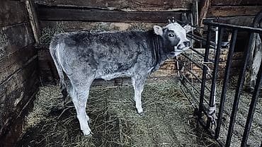 курица каракол: Продаю | Корова (самка) | Полукровка | На откорм — 2