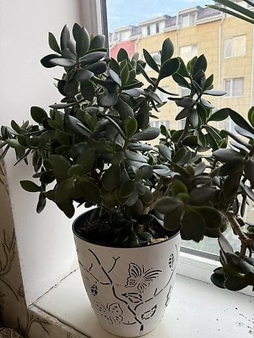 лимоное дерево: Комнатные растения в декоративных кашпо: 1) Спатифиллюм (лилия мира) — 3