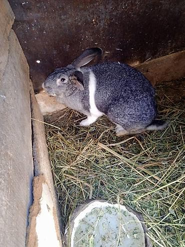 щенки охотничьих собак: Продаю | Кролик самец | Для разведения | Племенные — 1