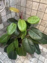 диффенбахия купить: Продаю в ассортименте цветы из личной коллекции. Все взрослые, мощная — 21