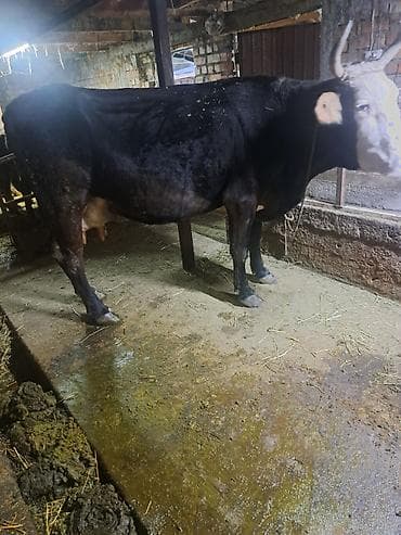 коровы продаю: Продаю | Корова (самка) | Для молока | Привязанные — 1