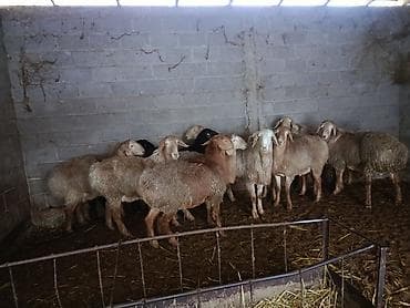 собака сокулук: Кочкор Арашан — 3