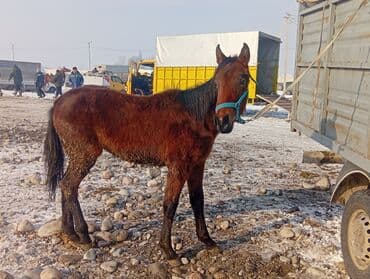 Продаю | Жеребенок | Рабочий