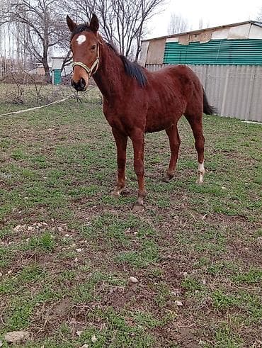 меда гонка: Продаю | Жеребенок | Английская | Конный спорт | Мерин — 4