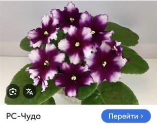 мебельный лист: Продаю фиалки! Срезанный лист 30 сом! Коллекция из 35сортов продам — 16