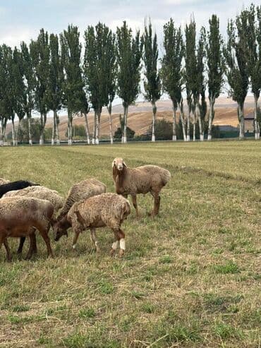 продам козу дойную: Продаю | Овца (самка) | Для разведения | Ярка — 2