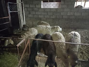 чистокровная кабыла: Продаю | Овца (самка) | Полукровка | Для разведения — 1