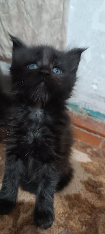 кошк: Мейн-Куны!!!🥰🥰🥰 Продаются Чистокровные,Шикарные, отличная коробка — 5