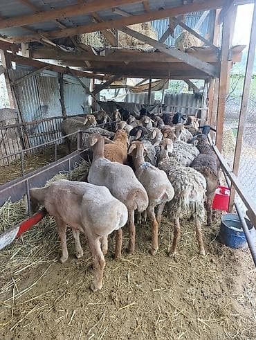 кошка токмок: Сатам | Ургаачы кой (ургаачы) | Көбөйтүү үчүн | Ургаачы — 2