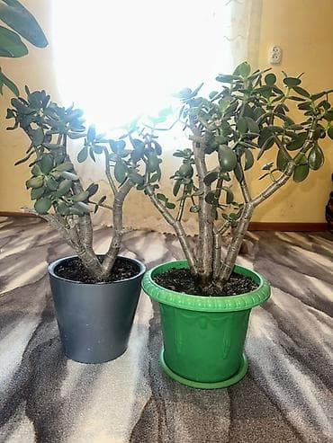 баа: 🪴 Комнатные растения по доступным ценам! 🌿 Цены — от 200 до 800 сом — 10