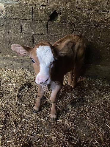 каровы швиц: Продаю | Тёлка | На откорм | Племенные — 7