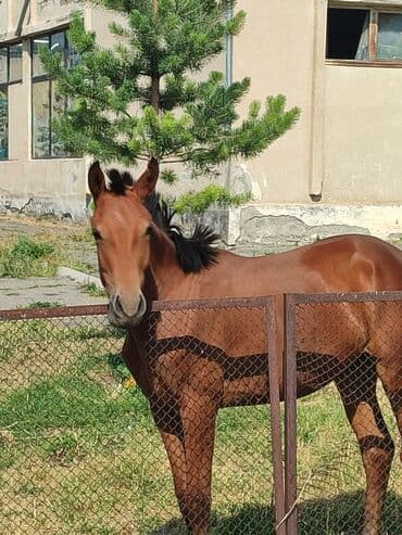 где можно купить кошку в бишкеке: Другие животные — 1