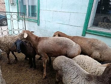 машинка для животных: Продаю | Баран (самец) | На забой — 9