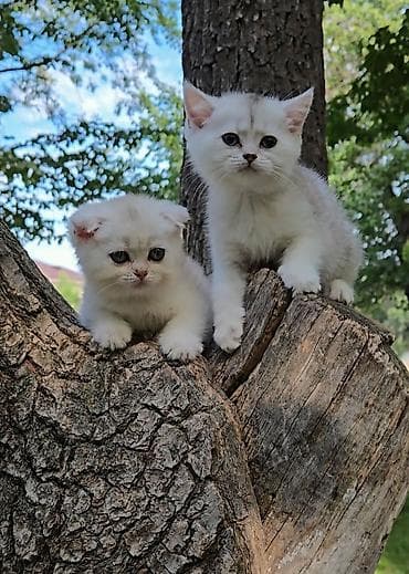 Животные: Предлагаем чистопородных малышей. Шотландские котята — 8