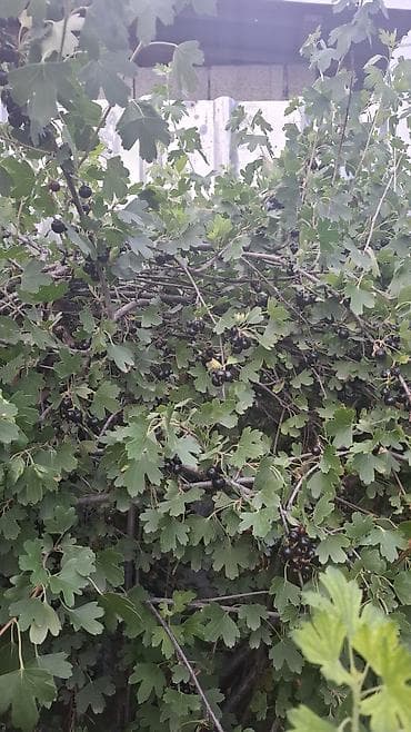 Продукты питания: Смородина В розницу, Платная доставка — 3
