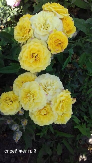 купить семена цветов в бишкеке: Саженцы цветка: Розы — 20